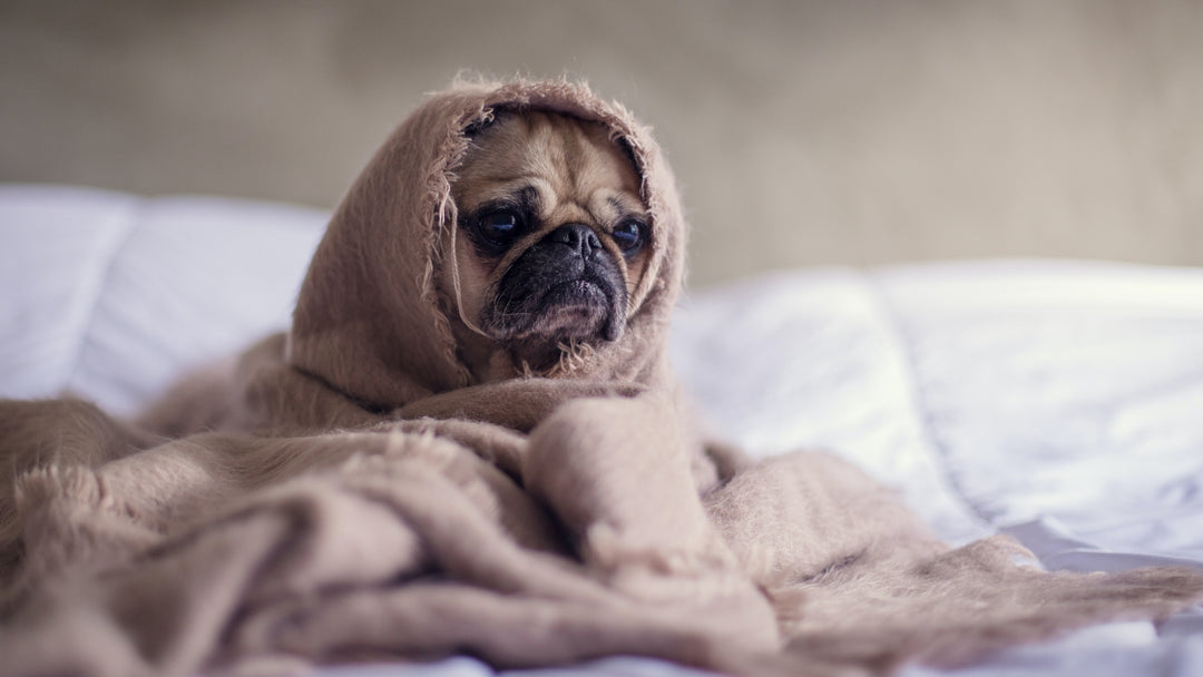 Tools To Keep Your Dog Entertained Inside