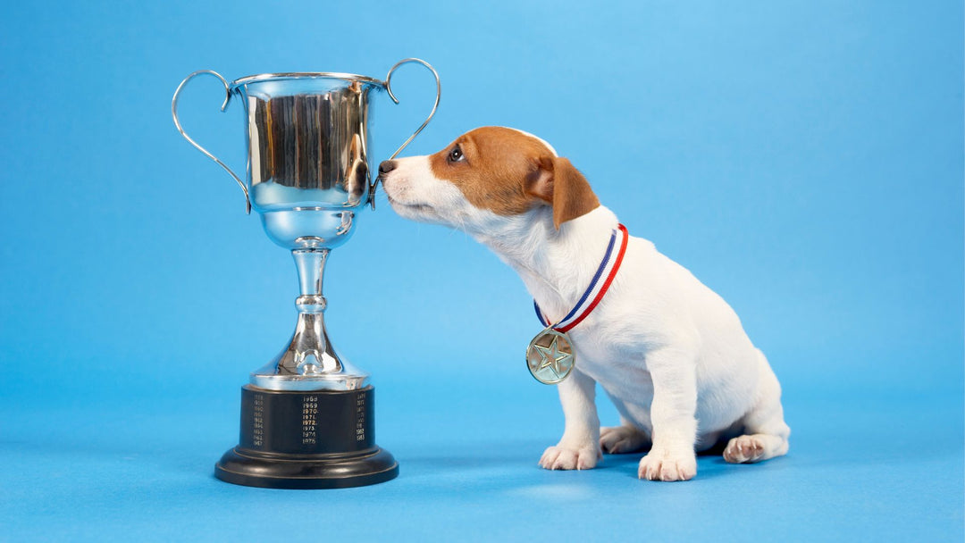 The Toiffer Toy Awards Show: Our Favorite Pet Toys