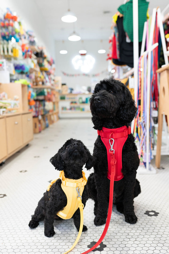 Toiffer Waterproof Leash Scarlet Red