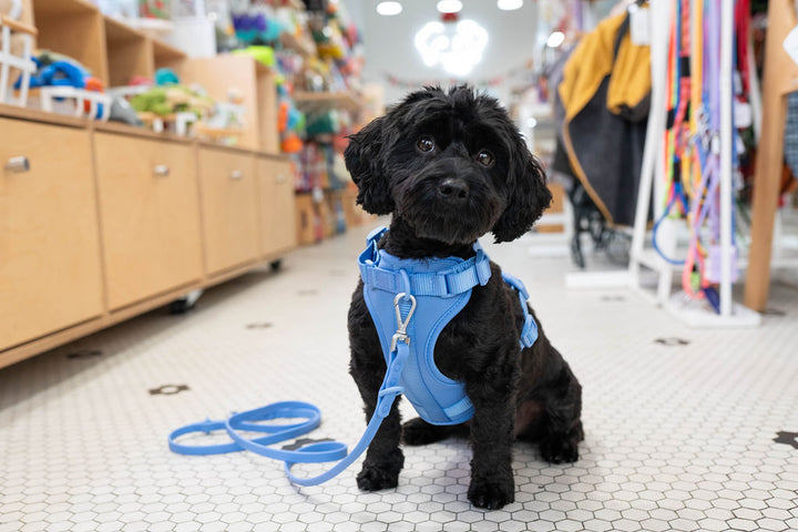 Toiffer Comfort Harness Robin Cyan