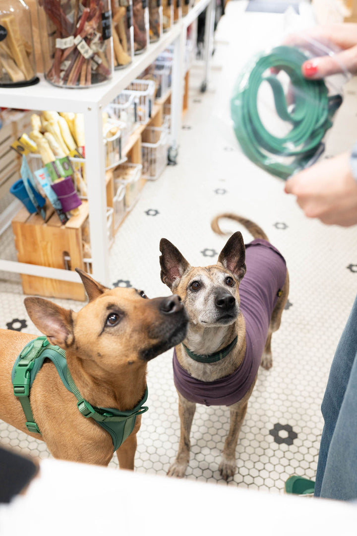 Toiffer Comfort Harness Pine Green
