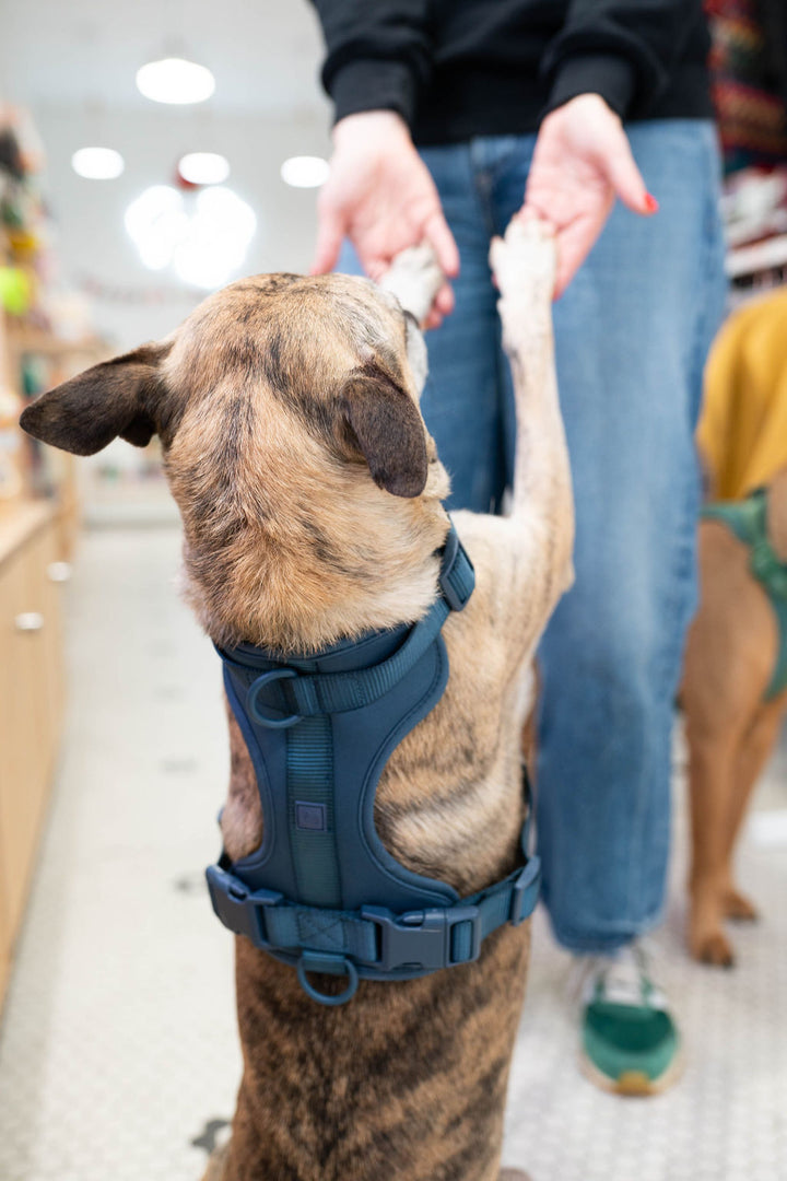 Toiffer Waterproof Leash Marine Blue