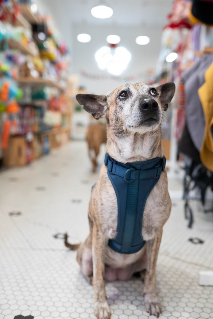 Toiffer Comfort Harness Marine Blue