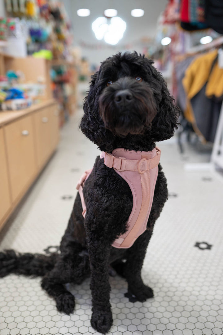 Toiffer Comfort Harness Rosy Blush