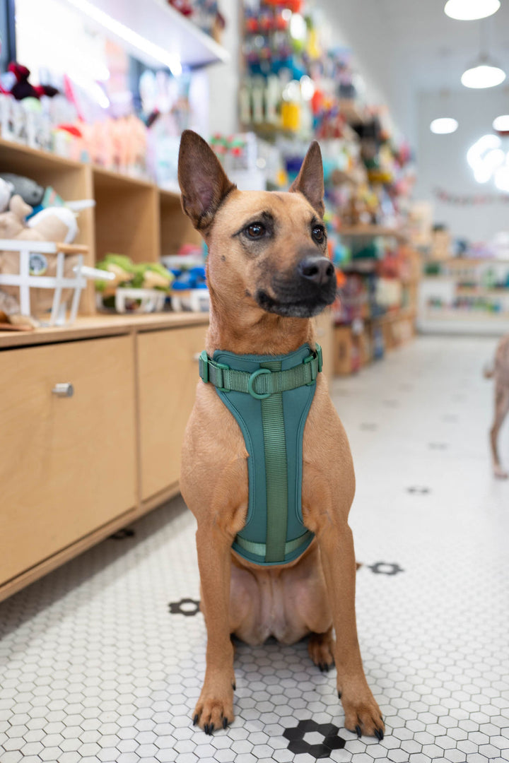 Toiffer Comfort Harness Pine Green