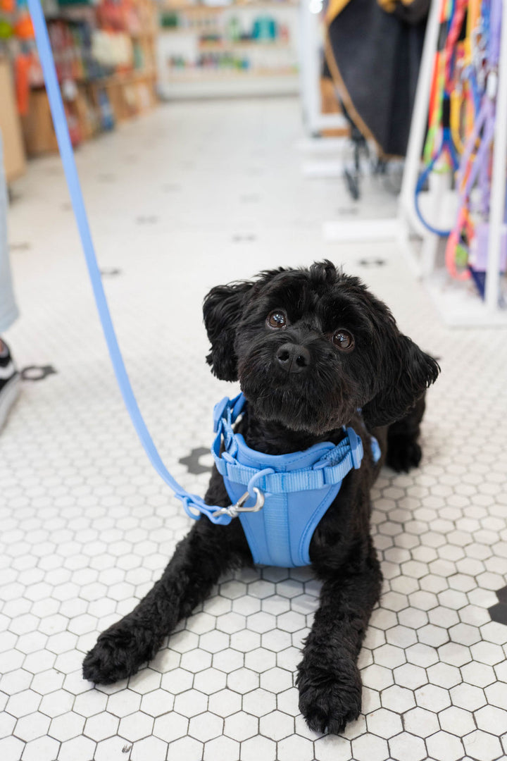 Toiffer Comfort Harness Robin Cyan