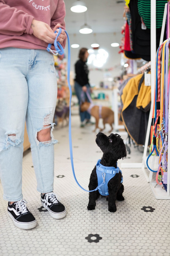 Toiffer Comfort Harness Robin Cyan