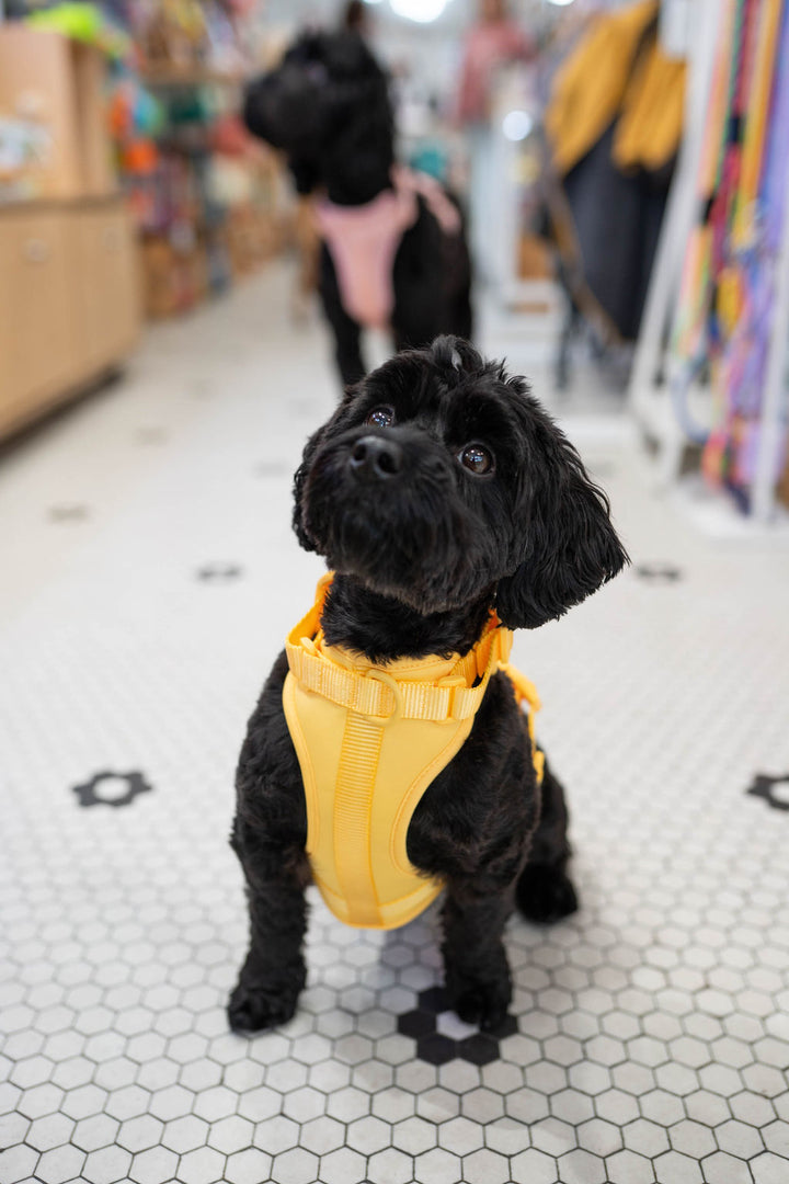 Toiffer Comfort Harness Sunny Yellow