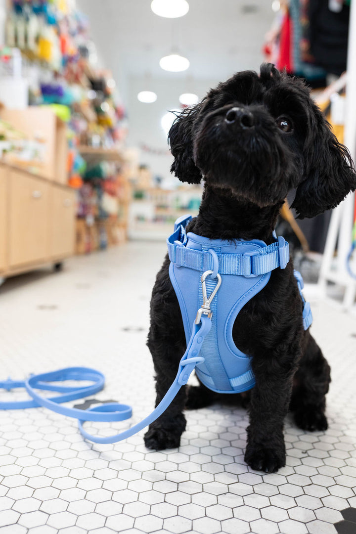 Toiffer Comfort Harness Robin Cyan