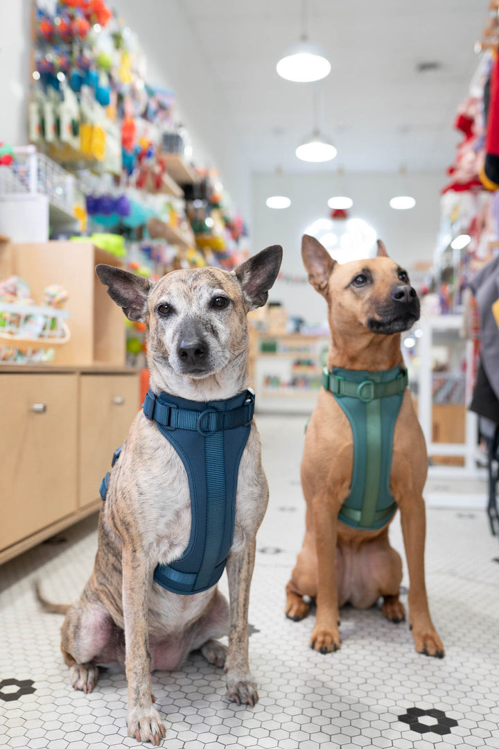 Toiffer Comfort Harness Pine Green