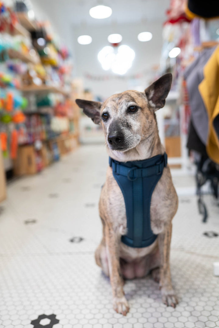 Toiffer Comfort Harness Marine Blue