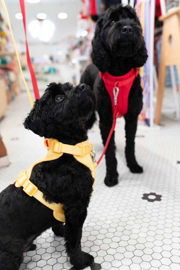 Toiffer Comfort Harness Sunny Yellow