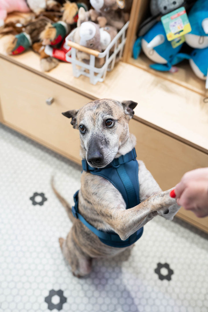 Toiffer Comfort Harness Marine Blue
