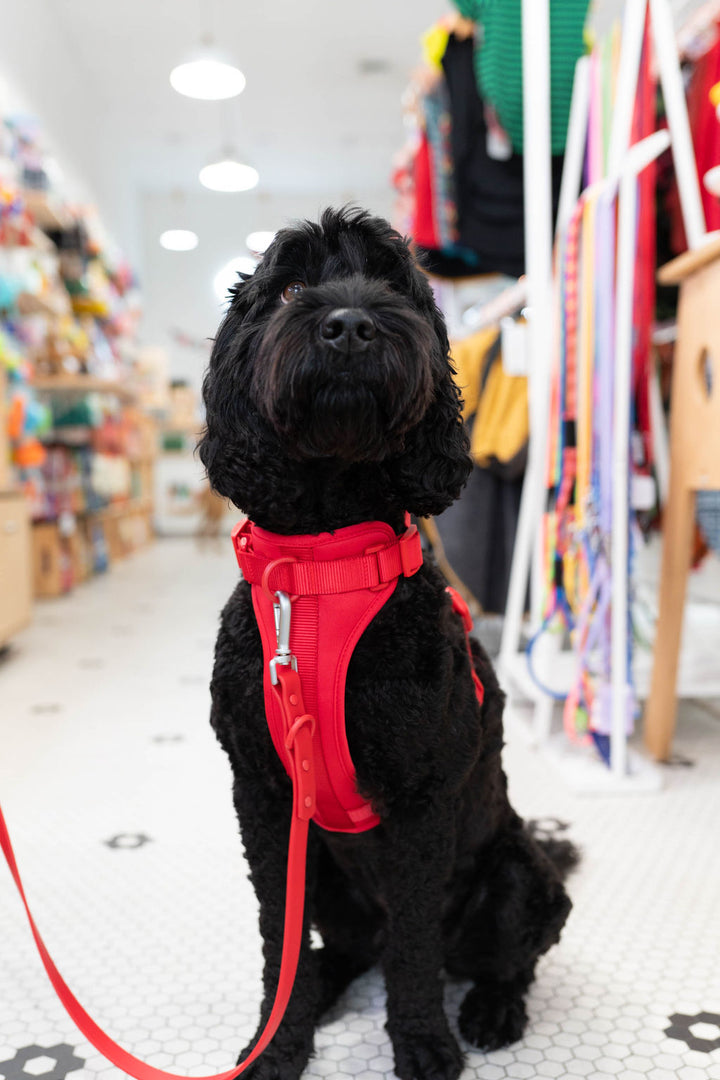 Toiffer Waterproof Leash Scarlet Red