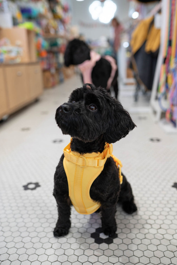 Toiffer Comfort Harness Sunny Yellow