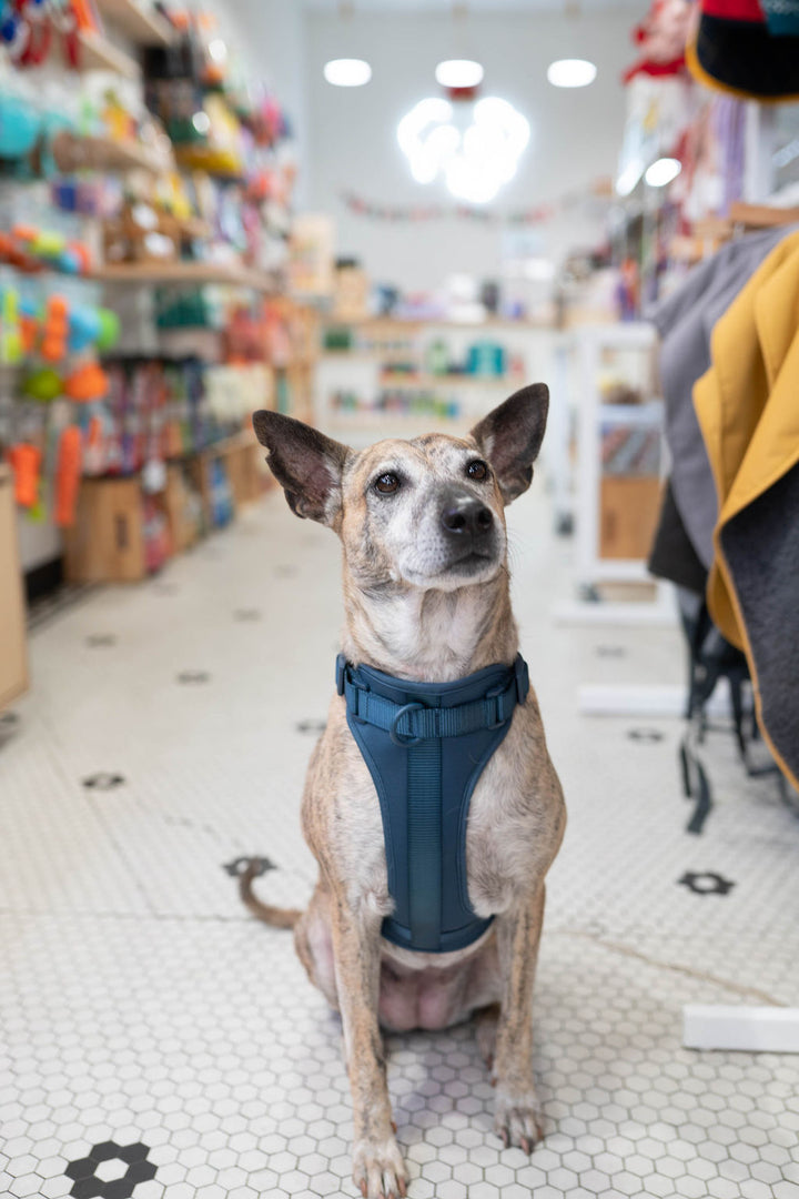 Toiffer Comfort Harness Marine Blue