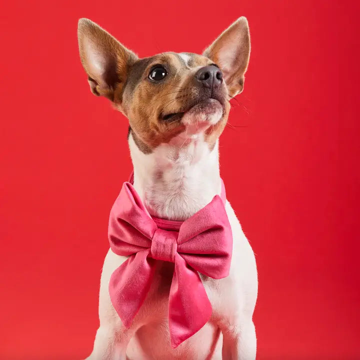 Hot Pink Velvet Lady Bow Attachment for Collar