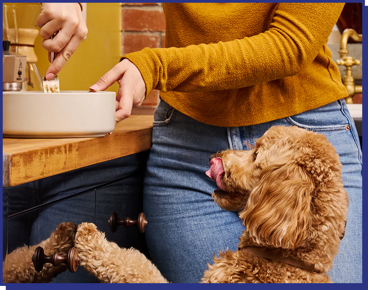 My Perfect Pet Dog Frozen Low Phosphorus Lamb and Rice 4LB