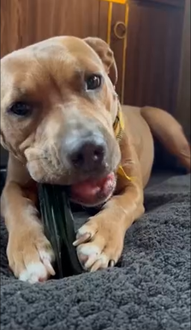 Mighty Marrows Bacon Collagen Dental Chew