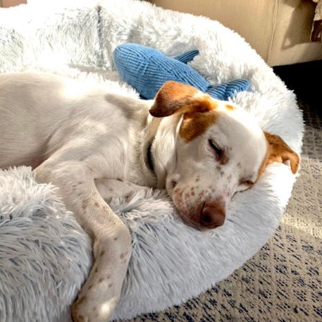 Dream Chaser Cuddle Donut Calming Bed