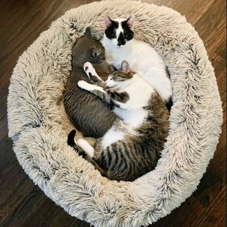 Dream Chaser Cuddle Donut Calming Bed