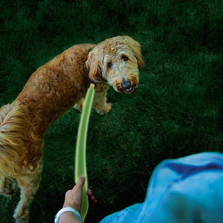 NiteDog Rechargeable LED Leash