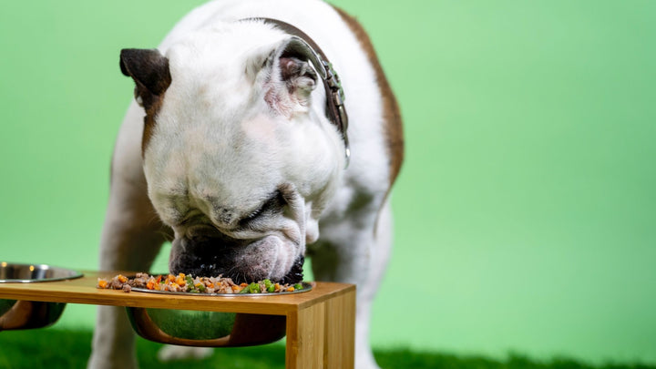 Why We Love the Pet Food We Carry