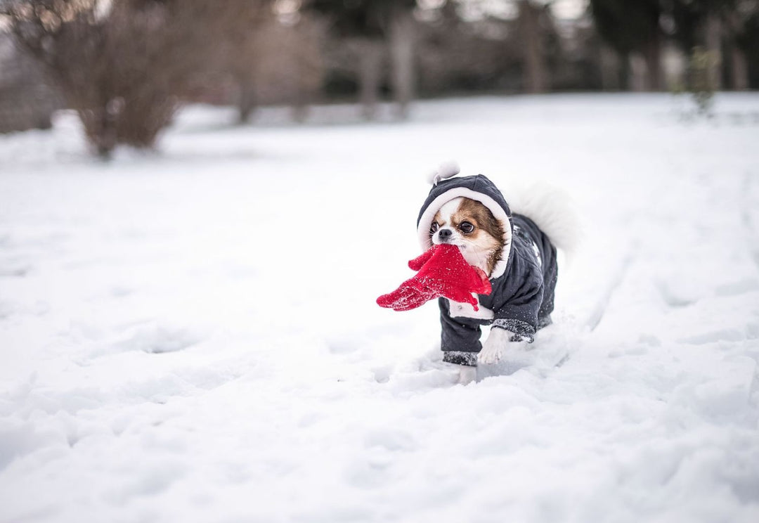 How to Keep Your Dog Warm During Winter