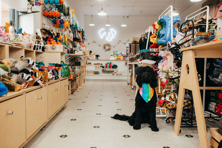 The Story of Toiffer: The Dog and the Planet-Friendly Pet Outfitter Named After Him