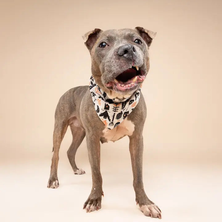 The Paws Hallows Eve Halloween Bandana for Dogs and Cats