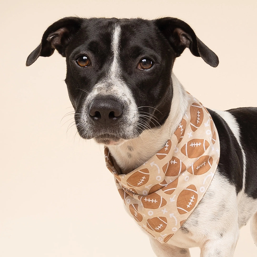 The Paws Blitz Bandana for Dogs and Cats