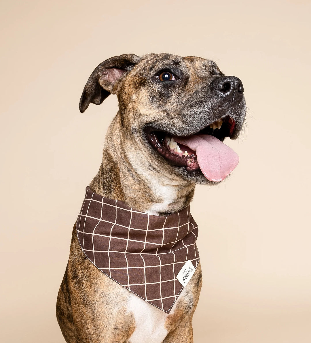 The Paws Stratford Bandana for Dogs and Cats