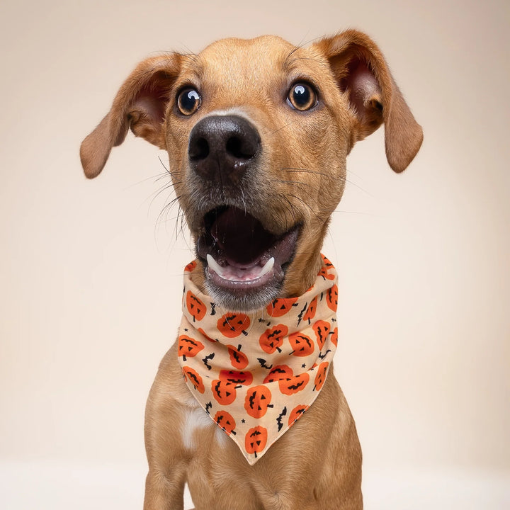 The Paws Pupkin Bandana for Dogs and Cats