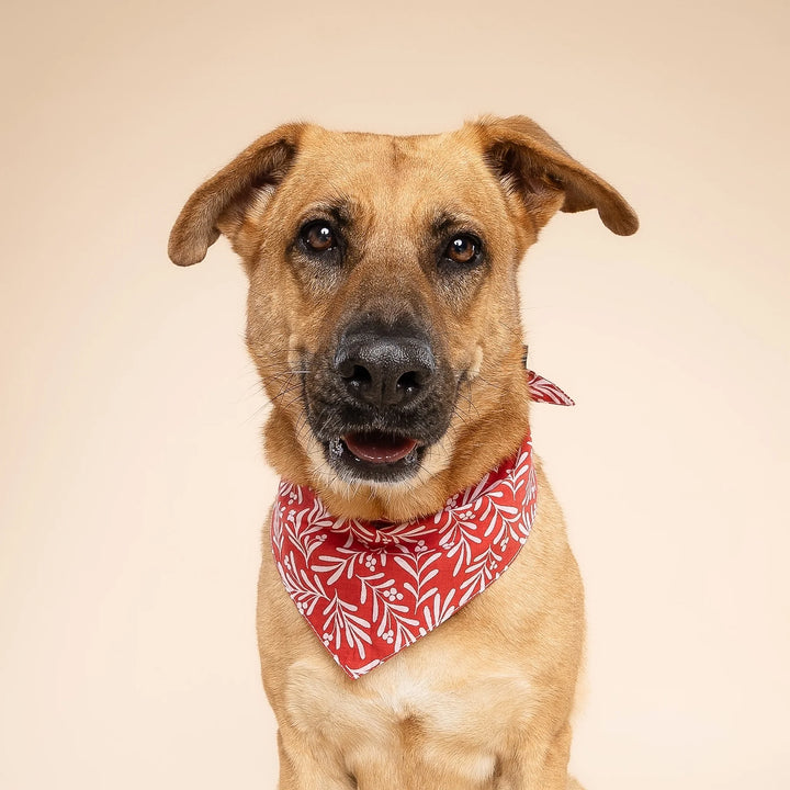 The Paws Noel Berry Bandana for Dogs and Cats