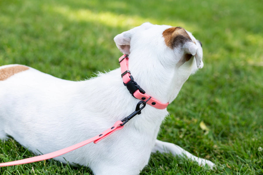 Waterproof Soft PVC Pink Dog Collar