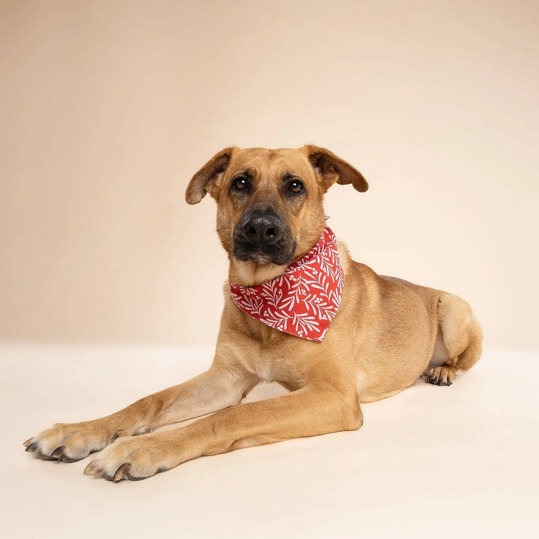 The Paws Noel Berry Bandana for Dogs and Cats