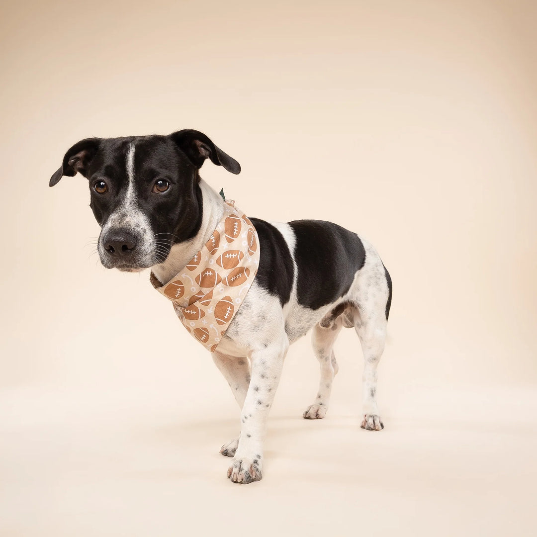 The Paws Blitz Bandana for Dogs and Cats