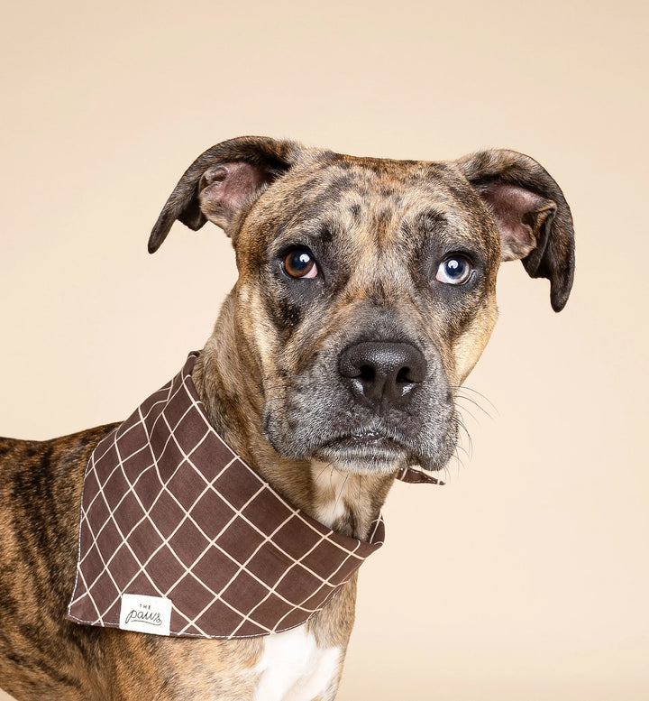 The Paws Stratford Bandana for Dogs and Cats