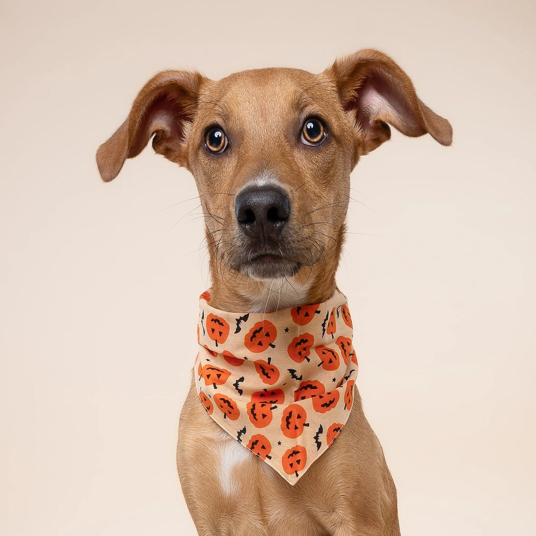 The Paws Pupkin Bandana for Dogs and Cats