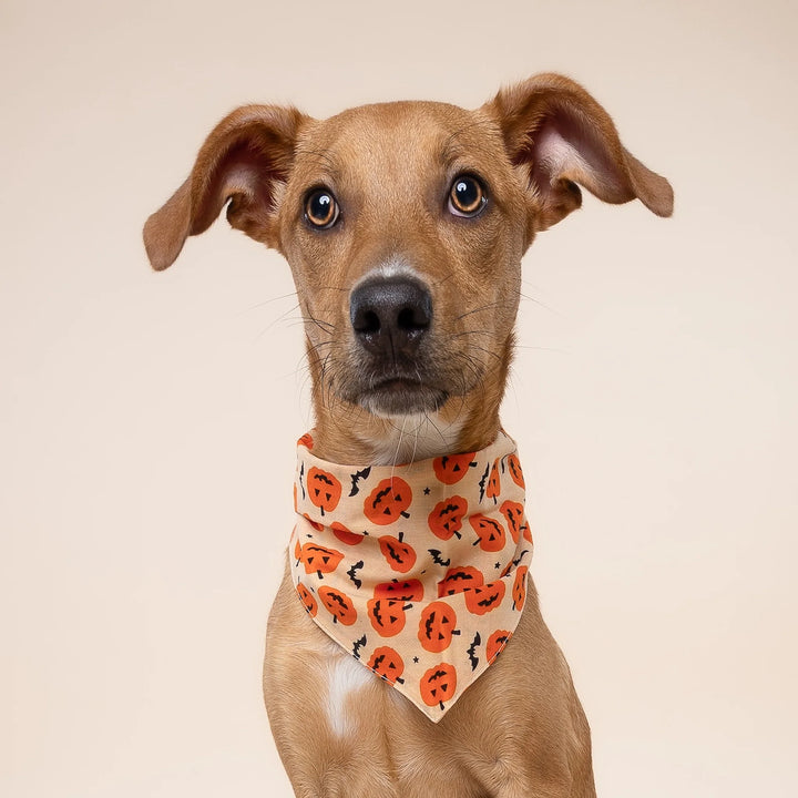 The Paws Pupkin Bandana for Dogs and Cats