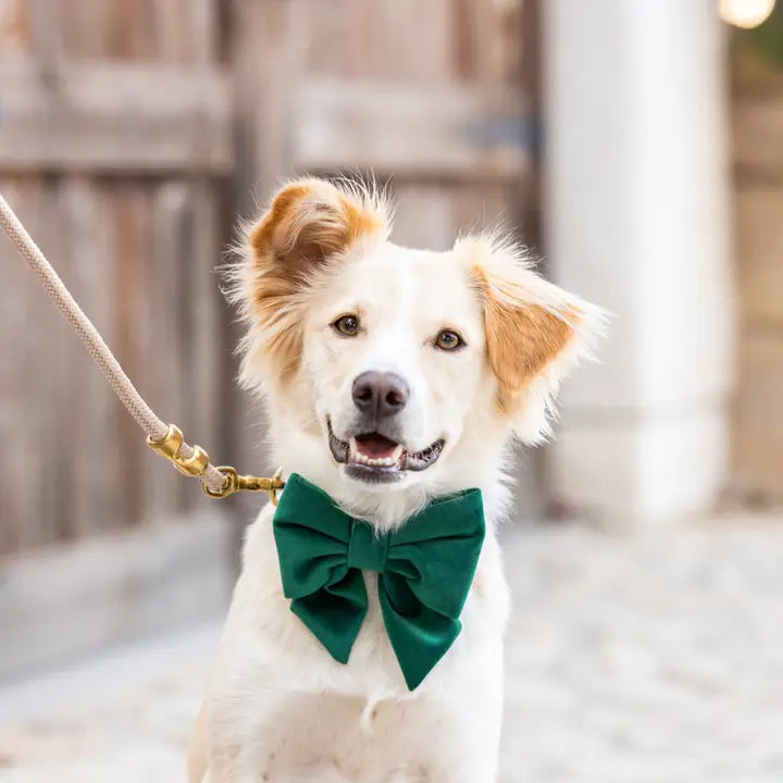 Forest Green Blue Velvet Lady Dog Bow