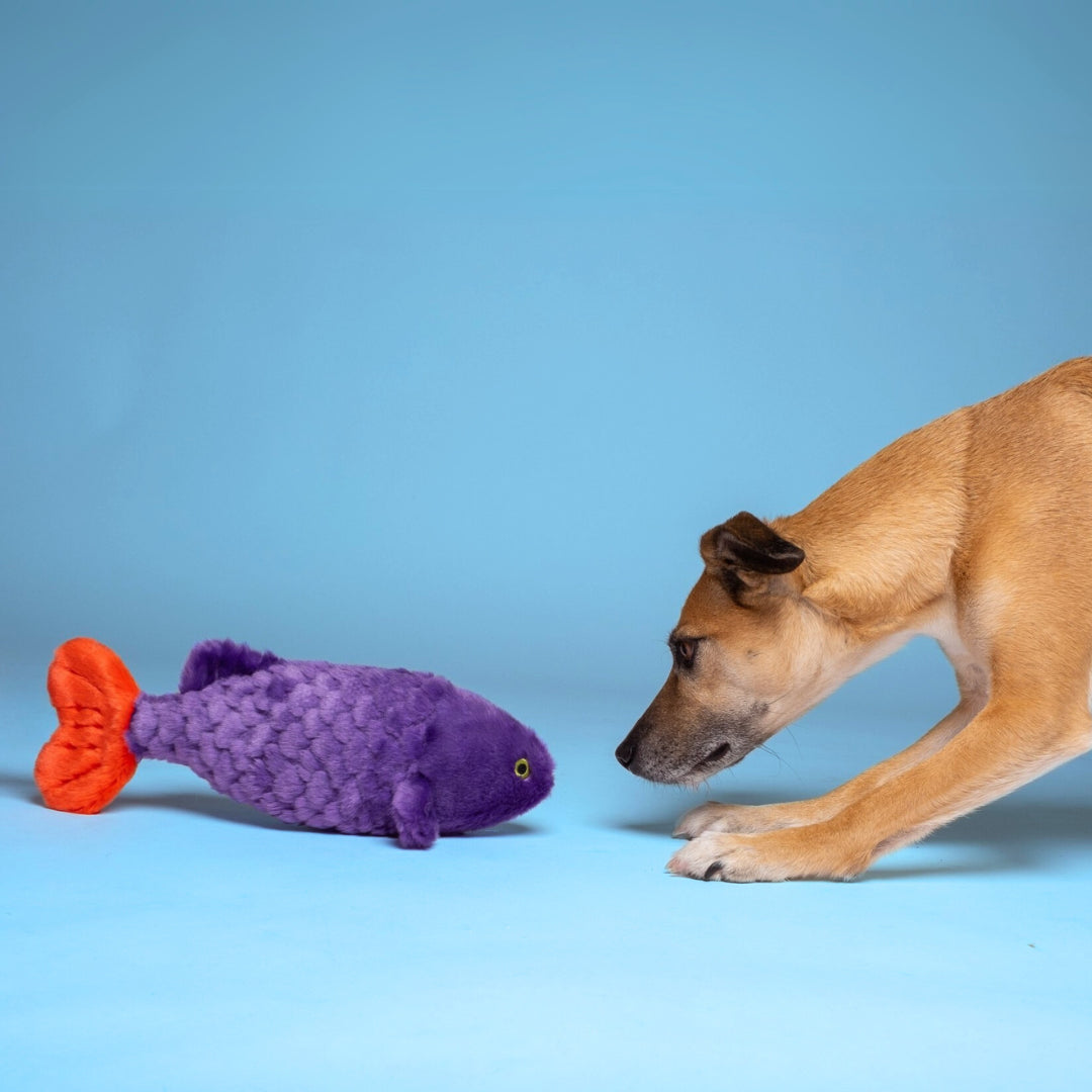 Cici Tropical Fish Plush Dog Toy
