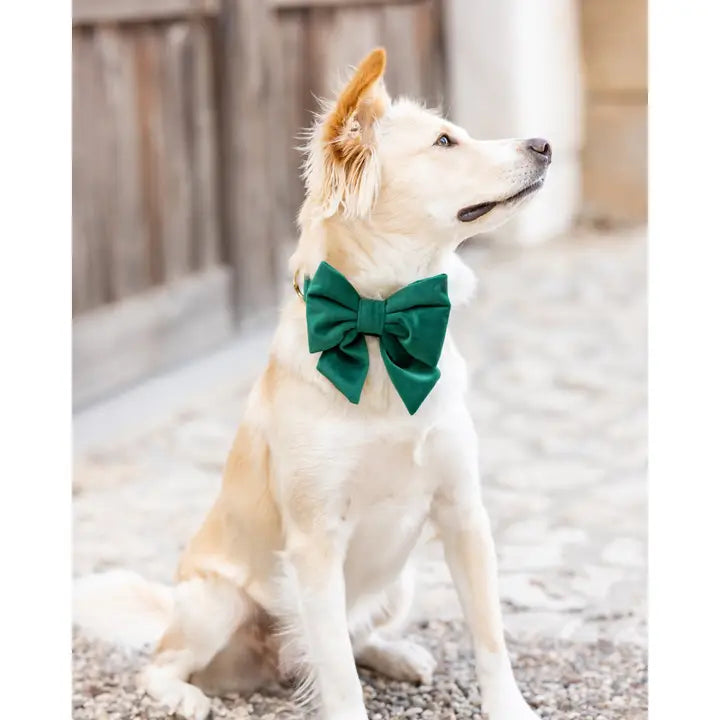 Forest Green Blue Velvet Lady Dog Bow