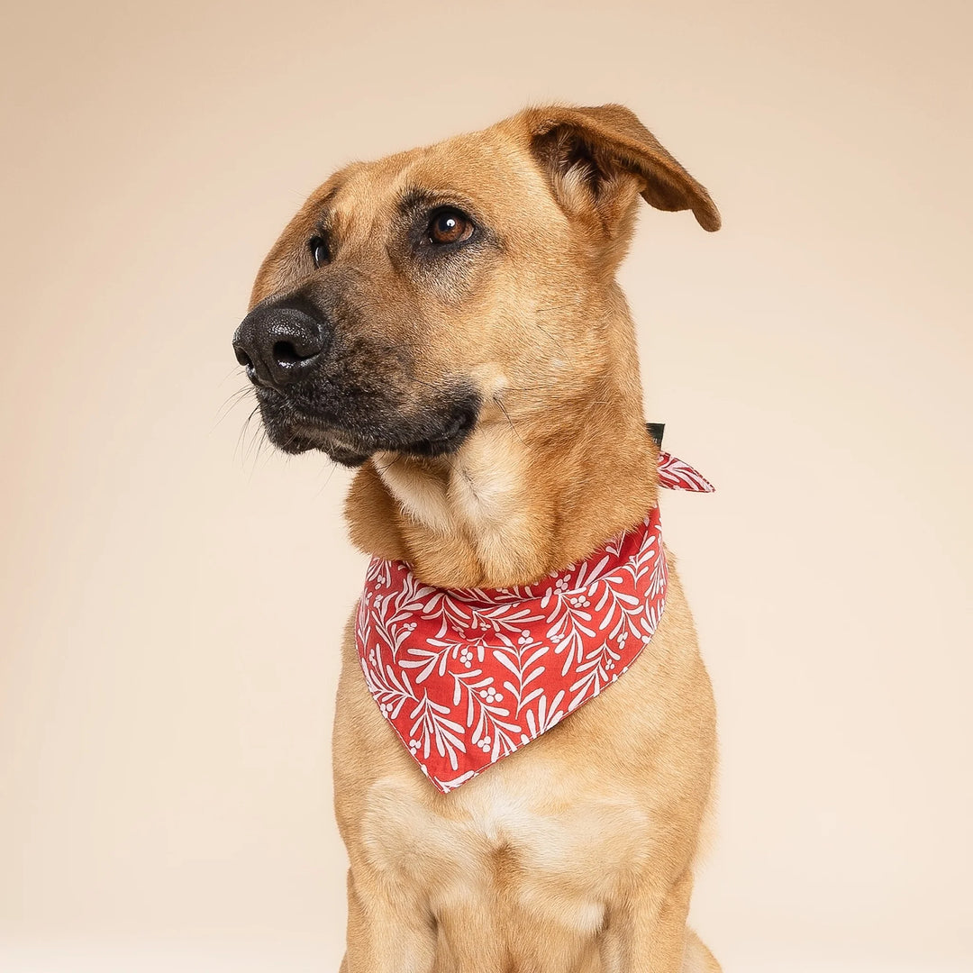 The Paws Noel Berry Bandana for Dogs and Cats