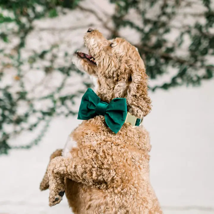 Forest Green Velvet Holiday Dog Bow Tie