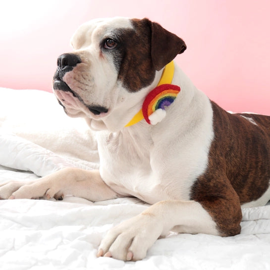 Wool Rainbow Collar Accessory