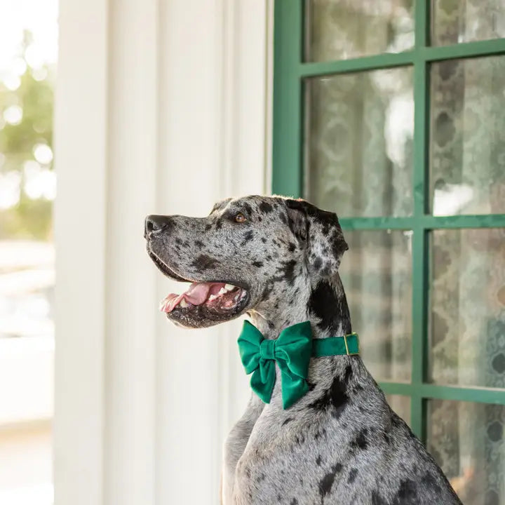 Forest Green Blue Velvet Lady Dog Bow