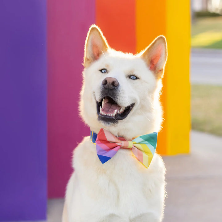 Over the Rainbow Dog Bow Tie