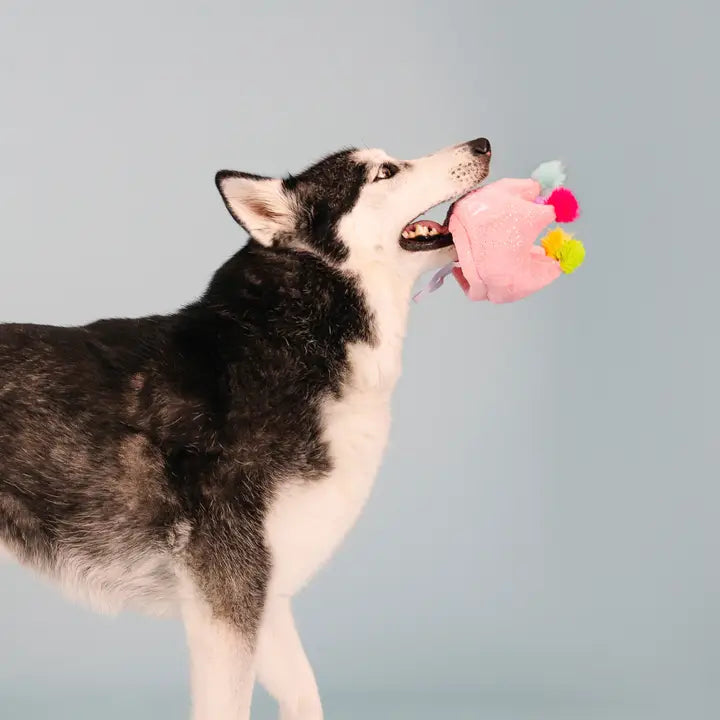 If The Crown Fits Birthday Squeakerless Plush Dog Toy