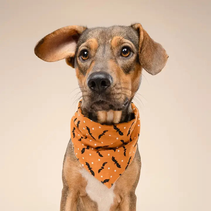 The Paws Batty Halloween Bandana for Dogs and Cats